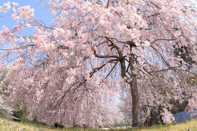 栃木市　満開の桜を独り占め in 西方ふれあいパーク_e0227942_23032933.jpg