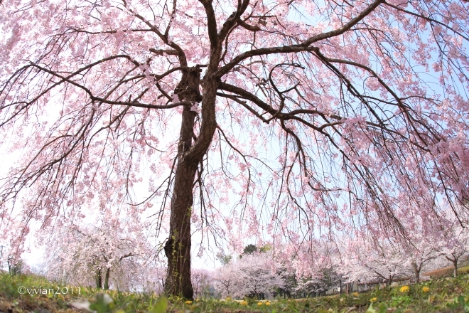 栃木市　満開の桜を独り占め in 西方ふれあいパーク_e0227942_23052769.jpg