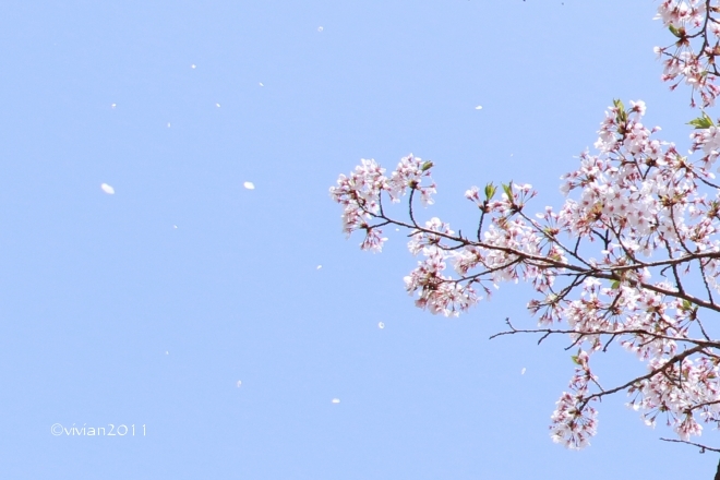 栃木市　満開の桜を独り占め in 西方ふれあいパーク_e0227942_23064325.jpg