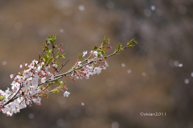 栃木市 満開の桜を独り占め in 西方ふれあいパーク_e0227942_23072956.jpg