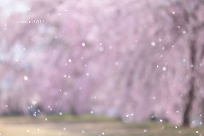 栃木市 満開の桜を独り占め in 西方ふれあいパーク_e0227942_23080932.jpg