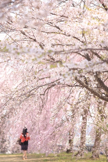 栃木市　満開の桜を独り占め in 西方ふれあいパーク_e0227942_23085792.jpg
