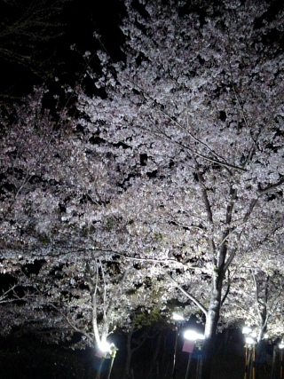 e0023845_1284466.jpg