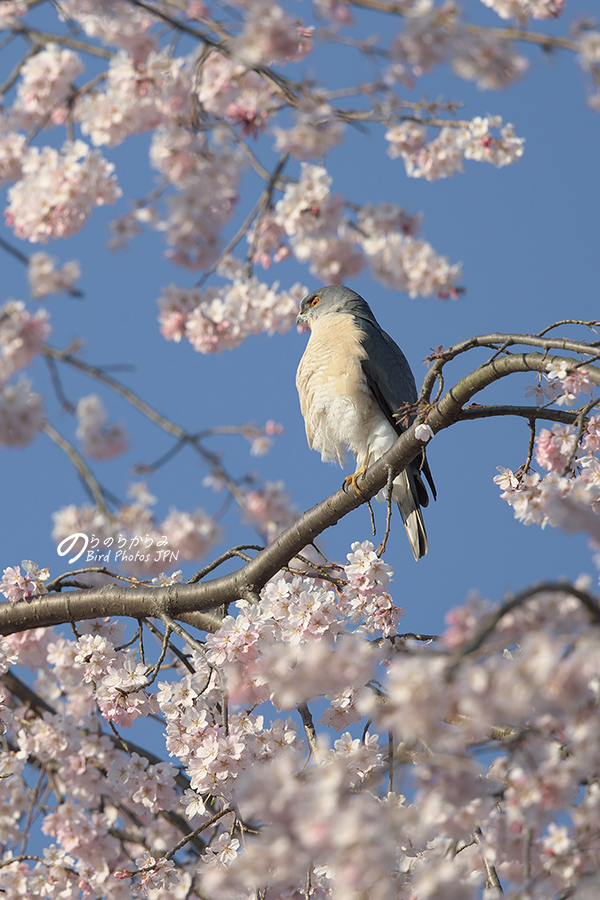 桜ツミ：2018年_d0360547_14522237.jpg