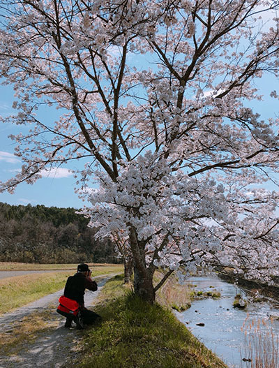 初夏の陽気に桜も満開_e0022047_23010350.jpg