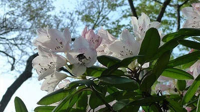 f0201348_11060176.jpg