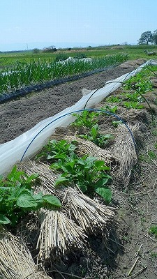 f0201348_11243446.jpg