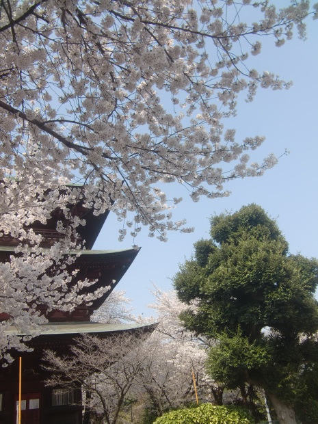 桜シリーズ３・草加の隣町、安行の桜_f0329849_16574853.jpg