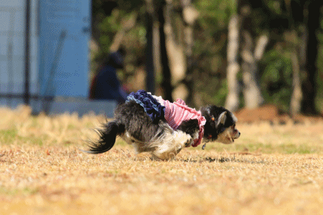 c0145250_10542863.gif