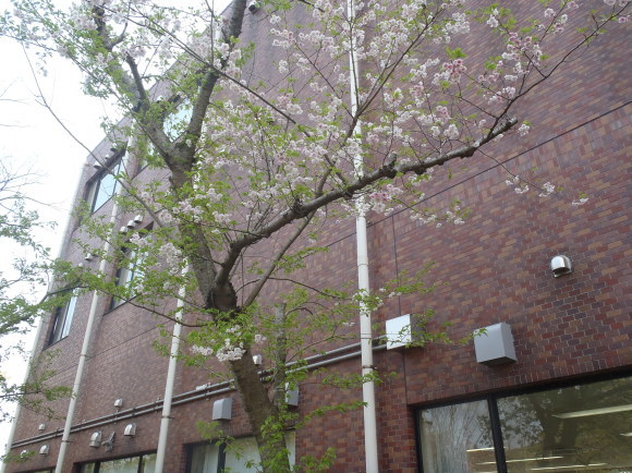 ◎4月4日(水)かみす桜まつり会場開花状況◎_f0229750_15054437.jpg