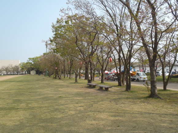 ◎4月4日(水)かみす桜まつり会場開花状況◎_f0229750_15060483.jpg