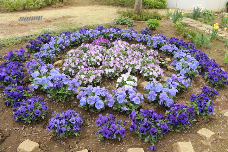 チューリップ開花と花壇の植え替え_c0331754_00205680.jpg