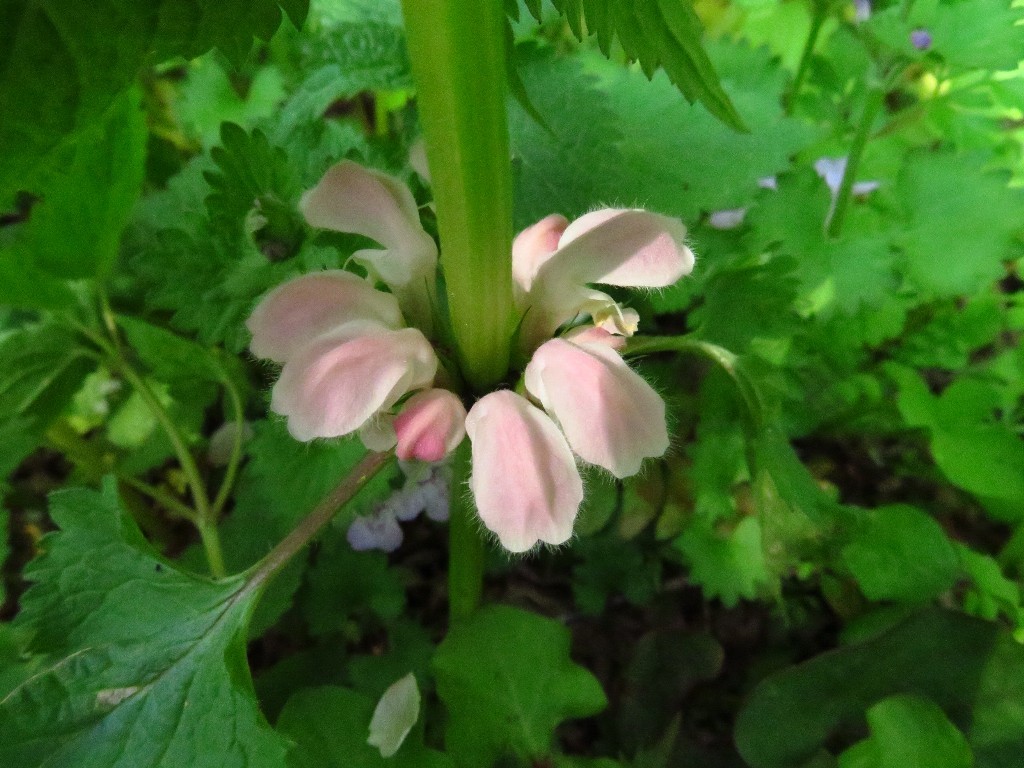 a0018655_10092260.jpg