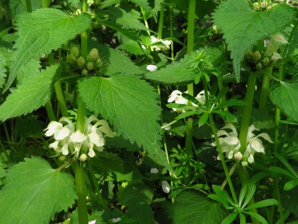 a0018655_10092320.jpg
