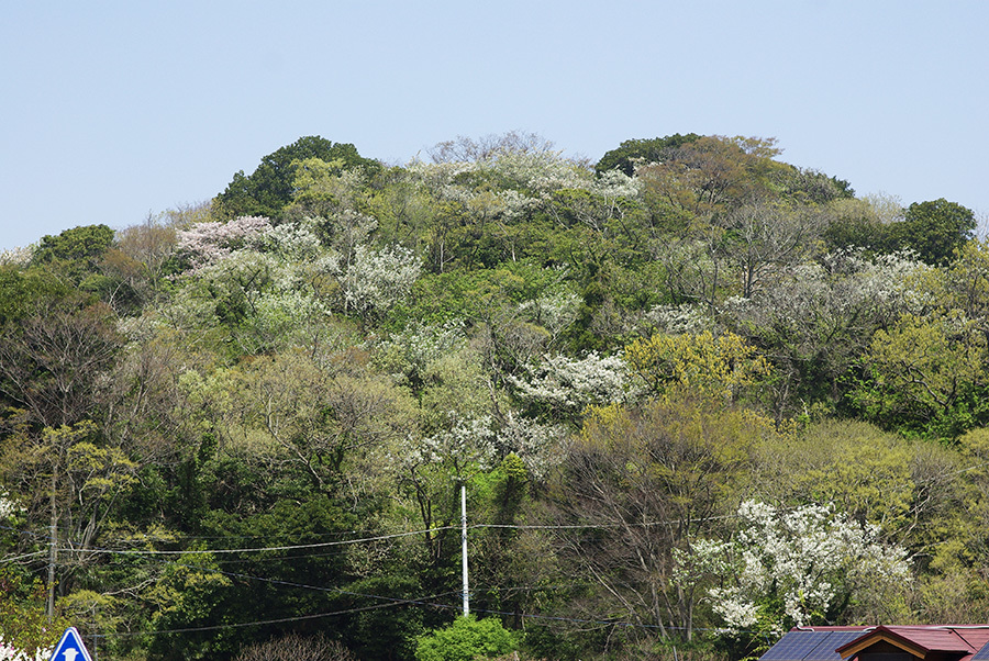 やまやまこやまに桜ありんす_b0087456_16211963.jpg