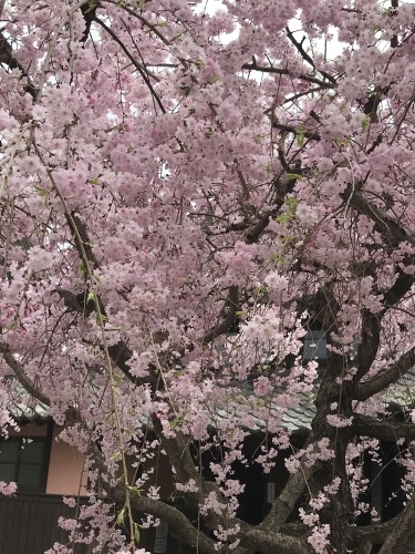 大村萱瀬 天音へ_d0237757_22244941.jpeg