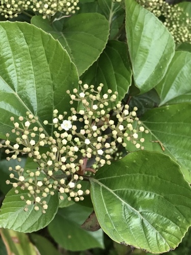 大村萱瀬 天音へ_d0237757_22254016.jpeg