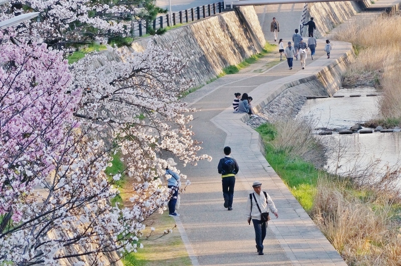 住吉川公園の桜　＠神戸市東灘区_b0063958_08144899.jpg