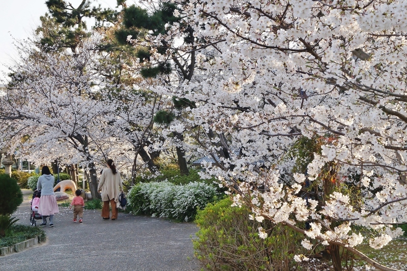 住吉川公園の桜　＠神戸市東灘区_b0063958_08153234.jpg