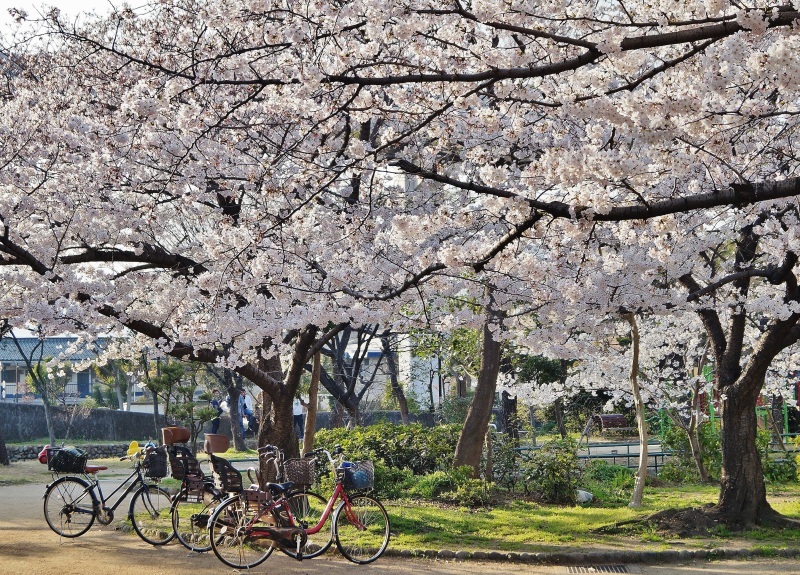 住吉川公園の桜　＠神戸市東灘区_b0063958_08174169.jpg