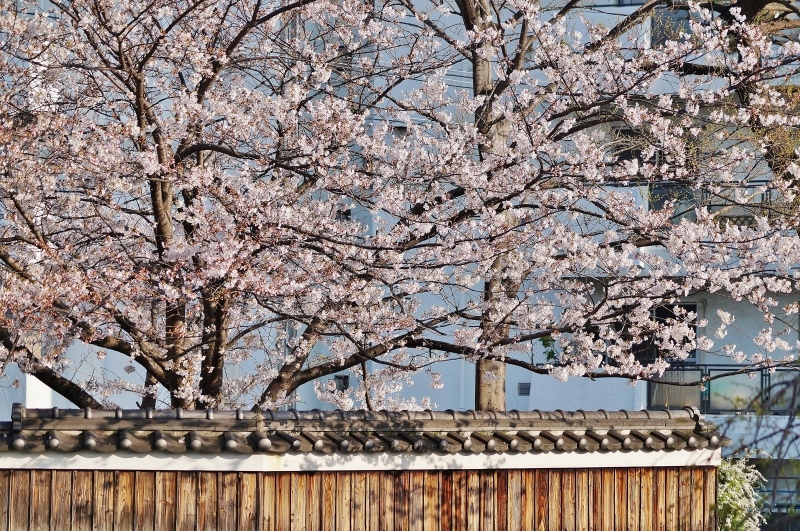 住吉川公園の桜　＠神戸市東灘区_b0063958_08190622.jpg