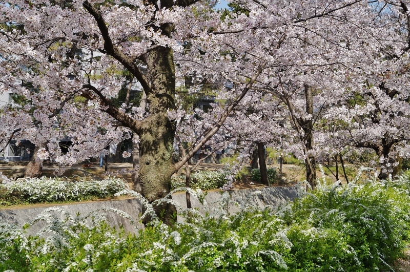 夙川公園の桜(3)雪柳と桜_b0063958_12311122.jpg