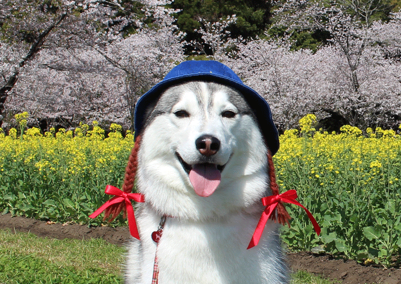 a0241761_23362970.gif