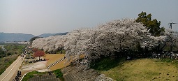 背割りでお花見_f0395164_22502083.jpg