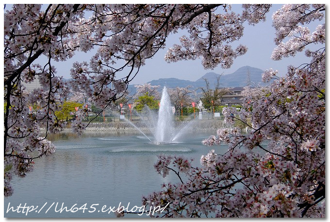 昼間の高田千本桜と、ウェルネス新庄_c0178465_08502825.jpg