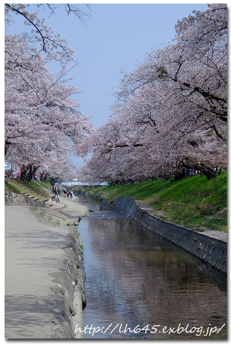 昼間の高田千本桜と、ウェルネス新庄_c0178465_08503474.jpg