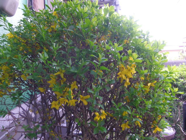 e0031572_10513505.jpg