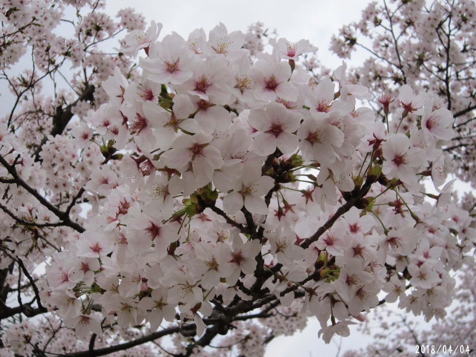 桜だより❀　満開です❀　(4月7日　追記あり)　　_a0207574_16443610.jpg