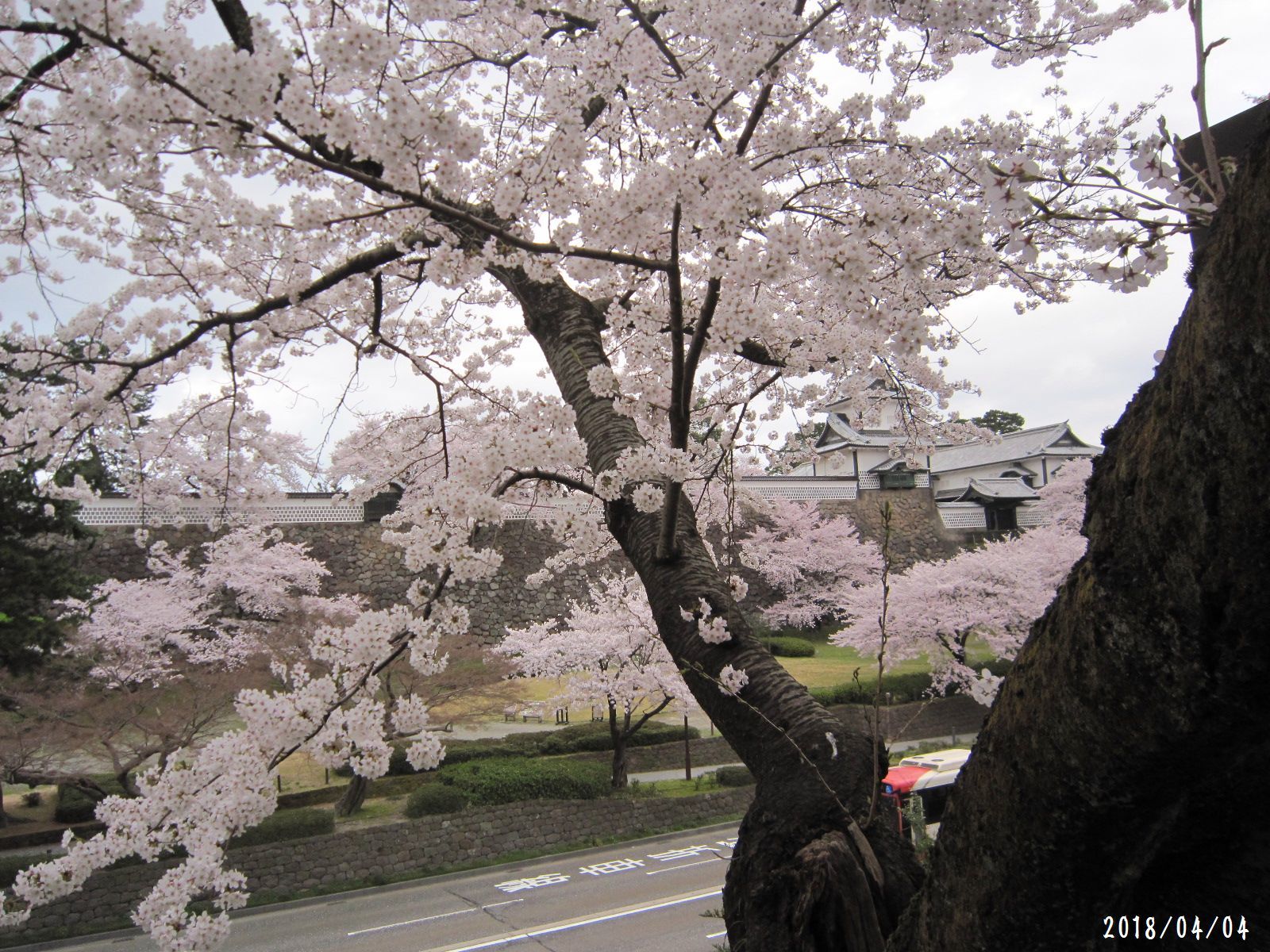 桜だより❀　満開です❀　(4月7日　追記あり)　　_a0207574_17201979.jpg