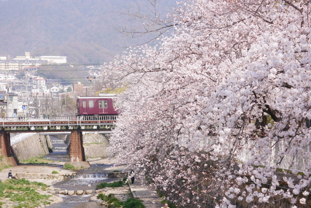 桜と阪急電車 ぶらり休暇