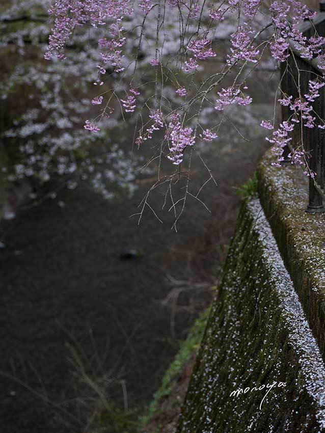 身延久遠寺_c0085877_06241711.jpg