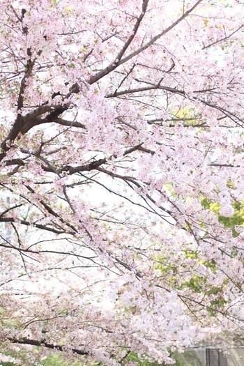 散りゆく桜の美しさに包まれて_e0237680_19564703.jpg