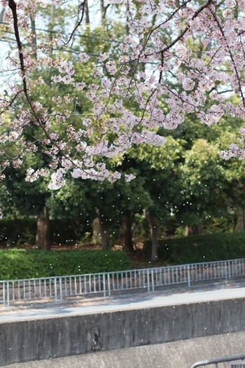 散りゆく桜の美しさに包まれて_e0237680_19564704.jpg