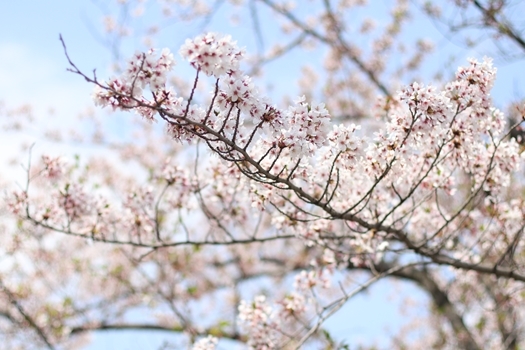 散りゆく桜の美しさに包まれて_e0237680_19564807.jpg