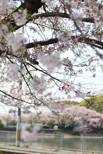 散りゆく桜の美しさに包まれて_e0237680_19564808.jpg