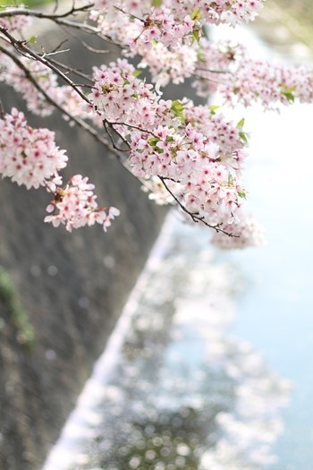 散りゆく桜の美しさに包まれて_e0237680_19564869.jpg