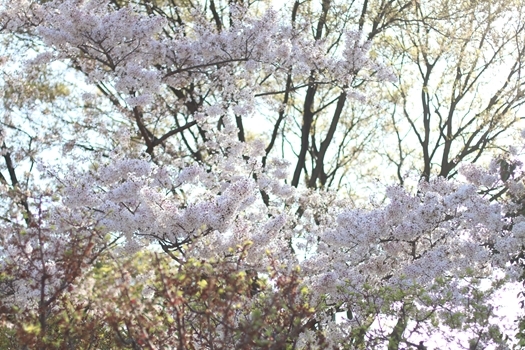 散りゆく桜の美しさに包まれて_e0237680_19592169.jpg