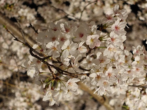 3/30須磨浦公園の桜・満開_d0076283_23473226.jpg