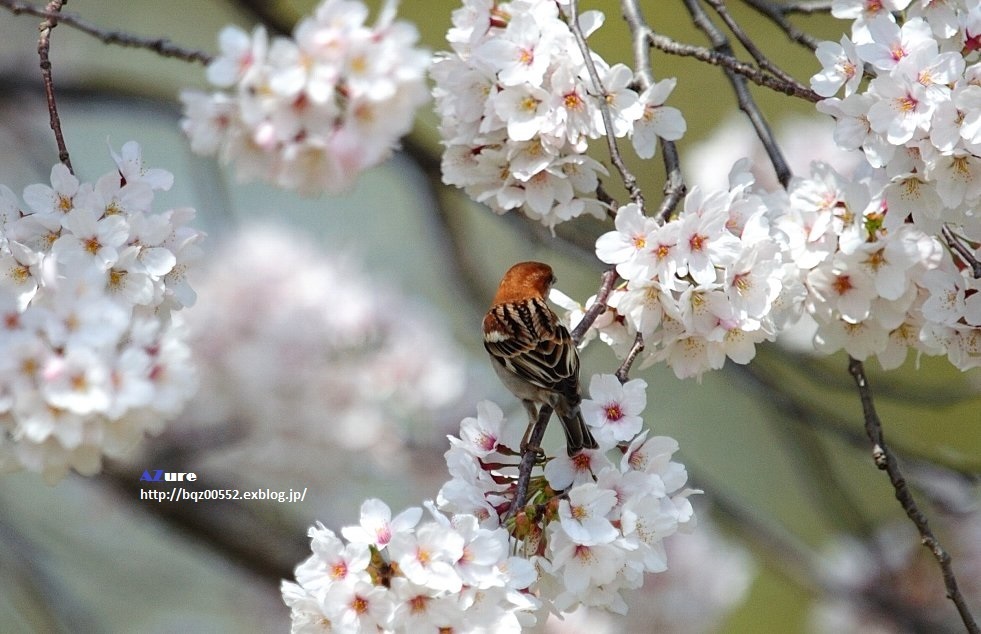 満開の桜にニュウナイスズメ②_a0251090_19004687.jpg