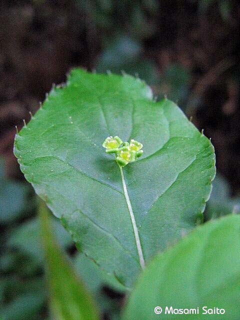ハナイカダ（花筏） : 草花と自然Blog