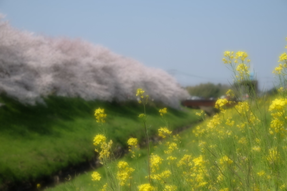 いつもの風景・・・私の街のさくらたち_d0021491_23173670.jpg