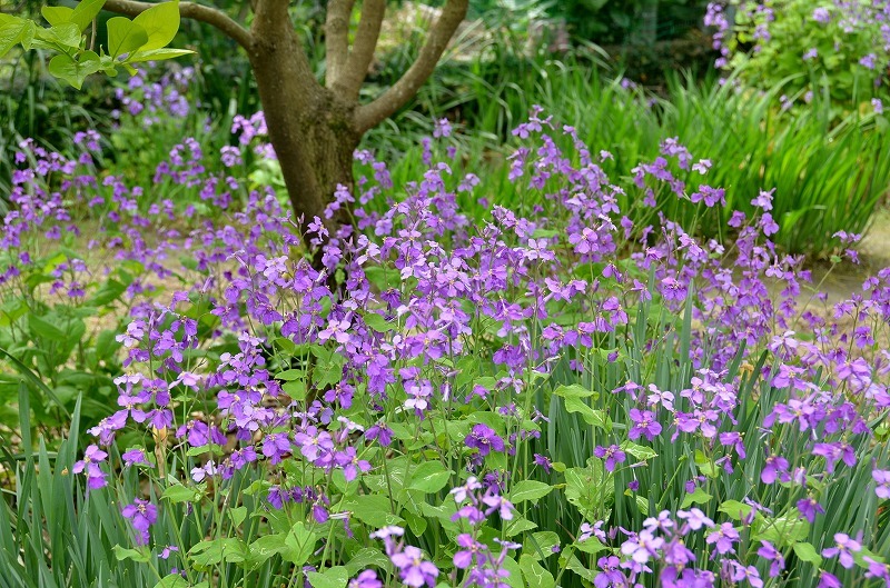 黄色と紫色の菜の花 毎日 Photo 日和 信州蓼科と南国鹿児島の風景