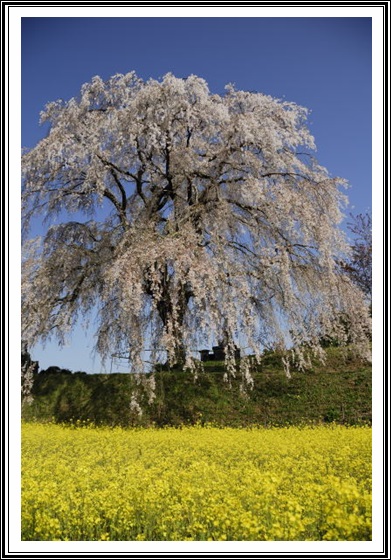 しだれ桜群生地タケタ_c0196395_111358100.jpg