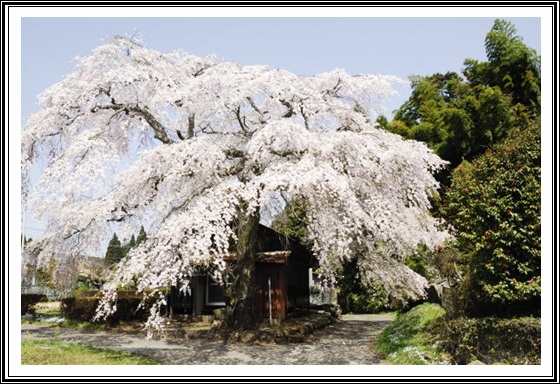 しだれ桜群生地タケタ_c0196395_11141555.jpg