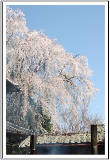 しだれ桜群生地タケタ_c0196395_11142989.jpg