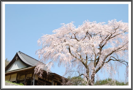 しだれ桜群生地タケタ_c0196395_11144419.jpg